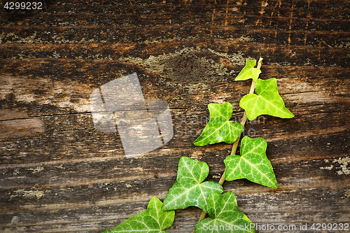 Image of green ivy growing on wooden fence