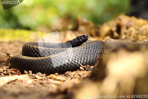 Image of black snake on forest ground