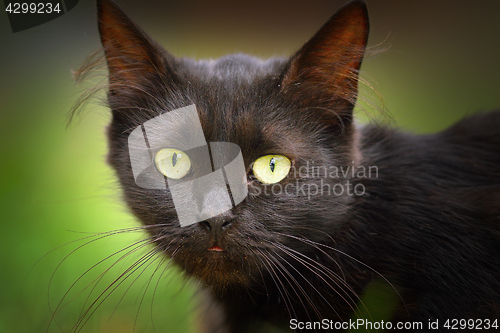 Image of cute black cat face