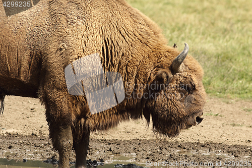 Image of large male european bison