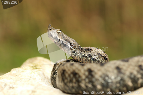 Image of male venomous european snake in natural habitat