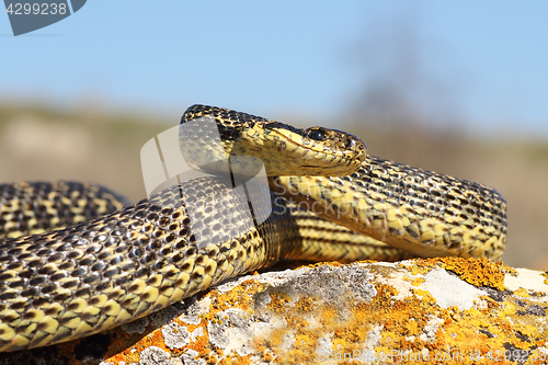 Image of Elaphe sauromates ready to strike