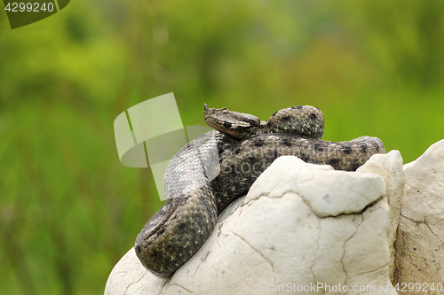 Image of sand viper basking in natural habitat