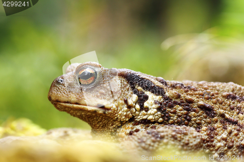 Image of macro shot of toxic common brown toad