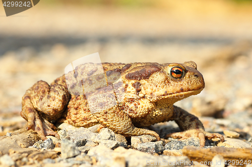 Image of european common brown toad on the ground