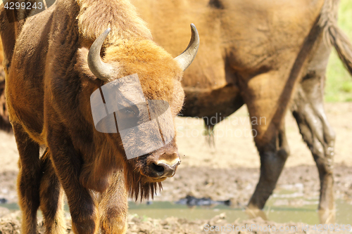 Image of european bison close up