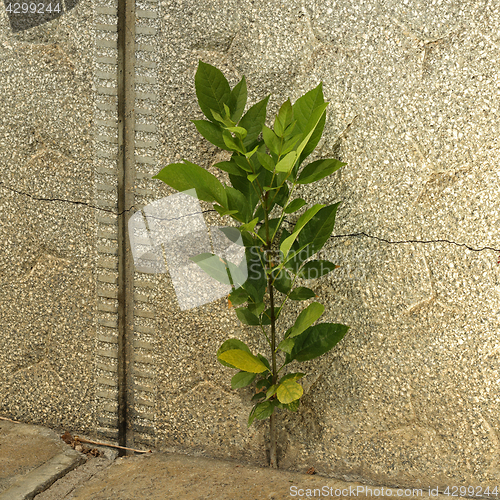 Image of shrub growing on cracked concrete