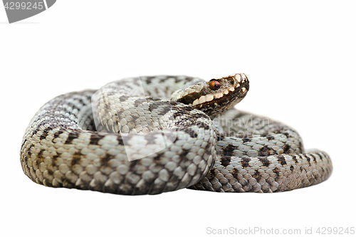 Image of isolated male common crossed viper