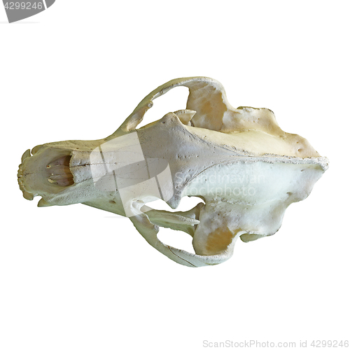 Image of brown bear isolated cranium