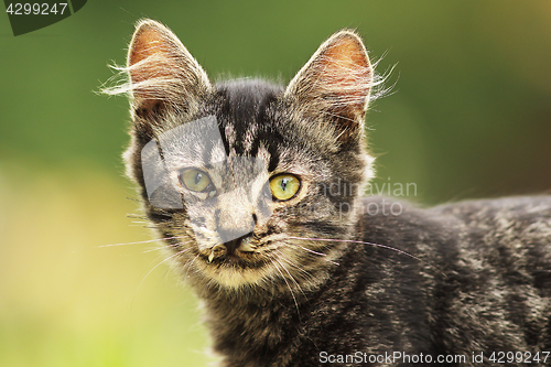 Image of cute fluffy young cat portrait