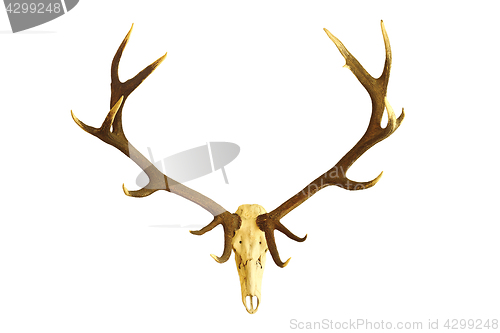 Image of huge red deer buck skull