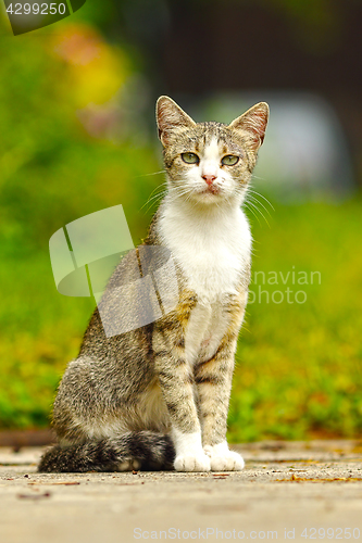 Image of mottley domestic cat