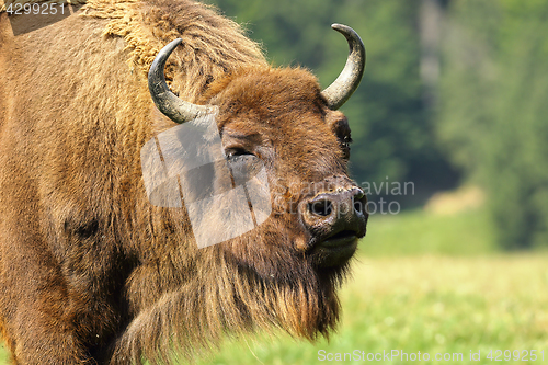 Image of close-up of european bison