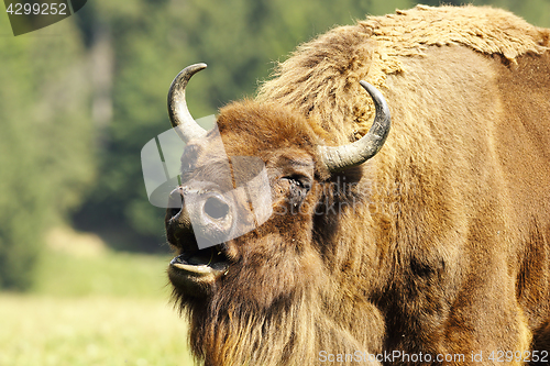 Image of bellowing european bison