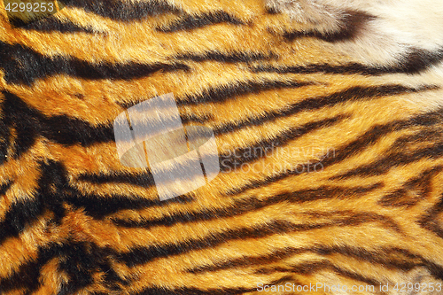 Image of texture of wild tiger leather