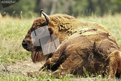 Image of large european bison