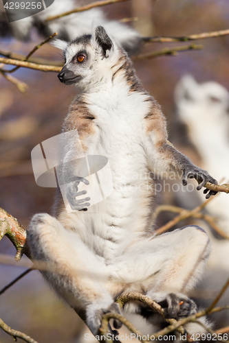 Image of Ring-tailed lemur (Lemur catta)