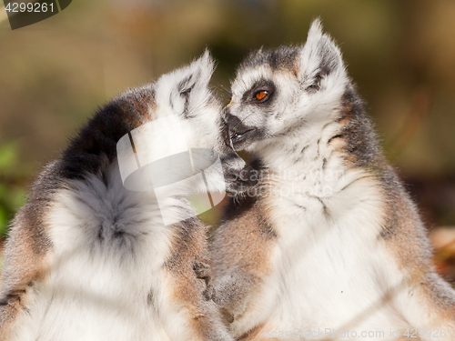 Image of Ring-tailed lemur (Lemur catta), couple