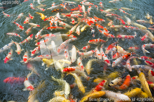 Image of Feeding koi fish