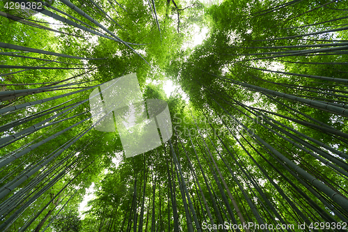 Image of Bamboo forest with morning sunlight