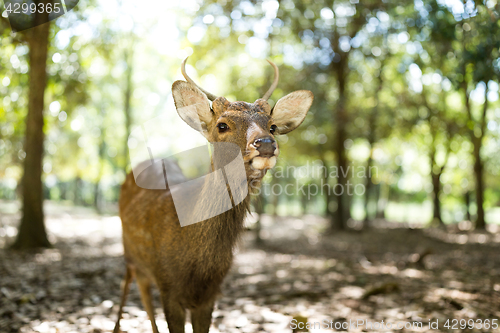 Image of Deer in the park