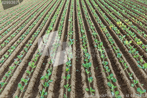 Image of Lettuce field