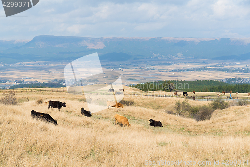 Image of Cows herd 