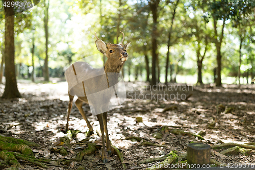 Image of Wild deer in Nara park with sunlgiht