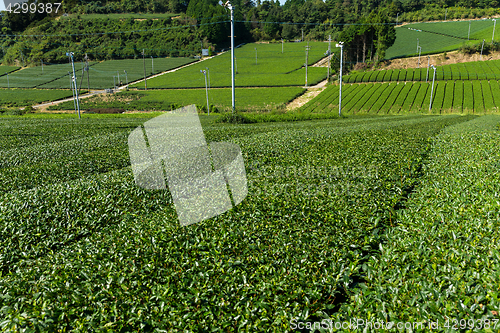 Image of Green tea farm