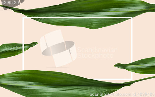 Image of green leaves with rectangular frame over beige