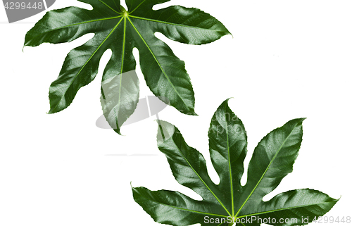 Image of green leaves on white background