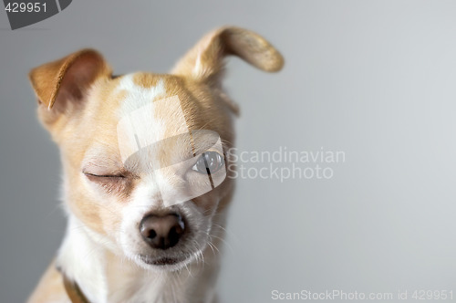 Image of Little Chihuahua Gives Big Wink