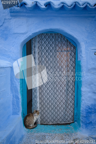 Image of Cat in Chefchaouen, the blue city in the Morocco.