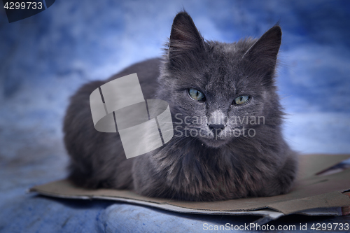 Image of Cat in Chefchaouen, the blue city in the Morocco.