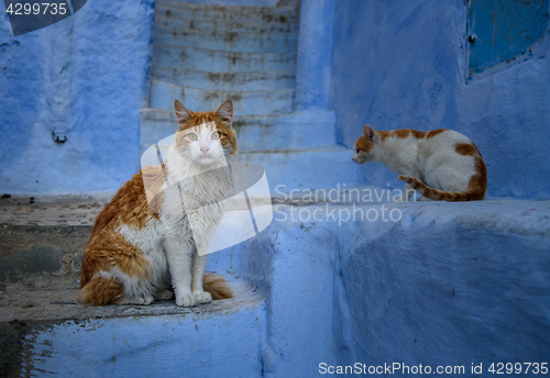 Image of Cats in Chefchaouen, the blue city in the Morocco.