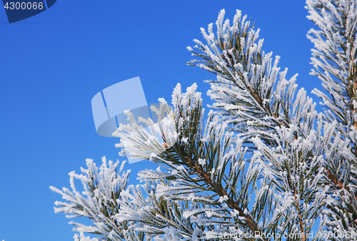 Image of fir tree with hoarfrost