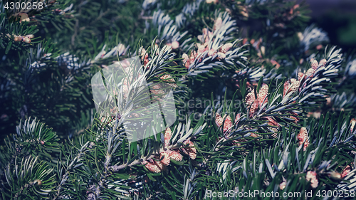 Image of Background of Fir Branches With Cones 