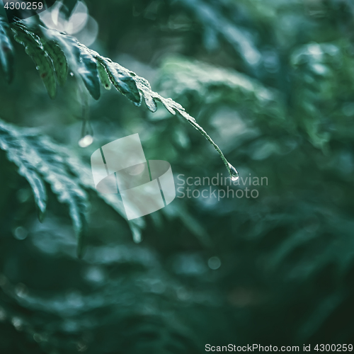 Image of Dew Drops On A Leaf