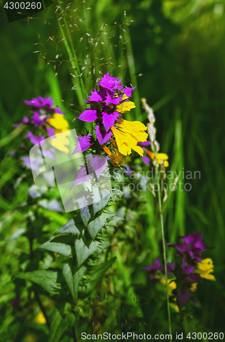 Image of Melampyrum Nemorosum Flower Blossom