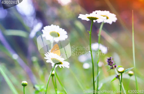 Image of Orange Butterfly On a Daisy