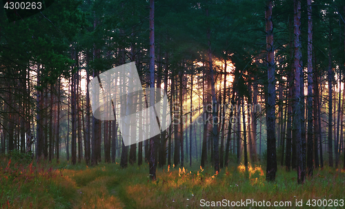 Image of Sunrays In The Summer Forest