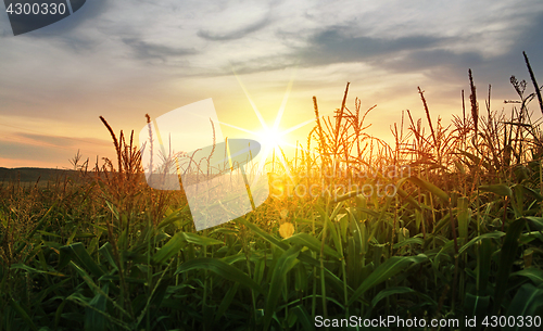 Image of corn growing up under sun