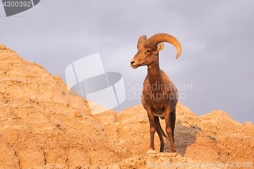 Image of Wild Animal High Desert Bighorn Sheep Male Ram