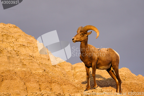 Image of Wild Animal High Desert Bighorn Sheep Male Ram