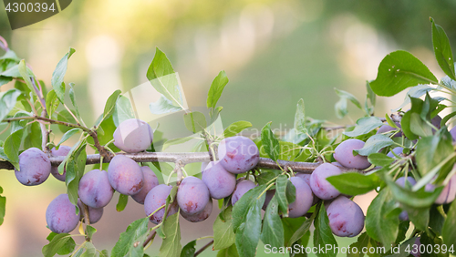 Image of Plums on Tree Vine Fruit Orchard Whole Organic Food