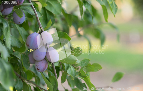 Image of Plums on Tree Vine Fruit Orchard