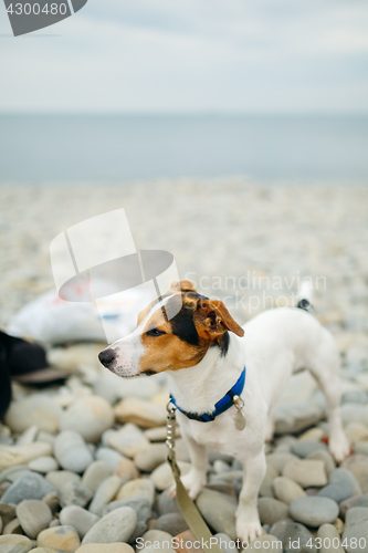 Image of Dog in collar posing on beach