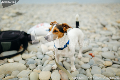 Image of Dog in collar posing on beach