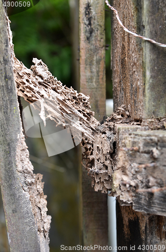 Image of Damage wood eaten by termite