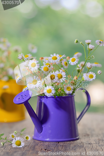 Image of Marguerite Daisy Flowers